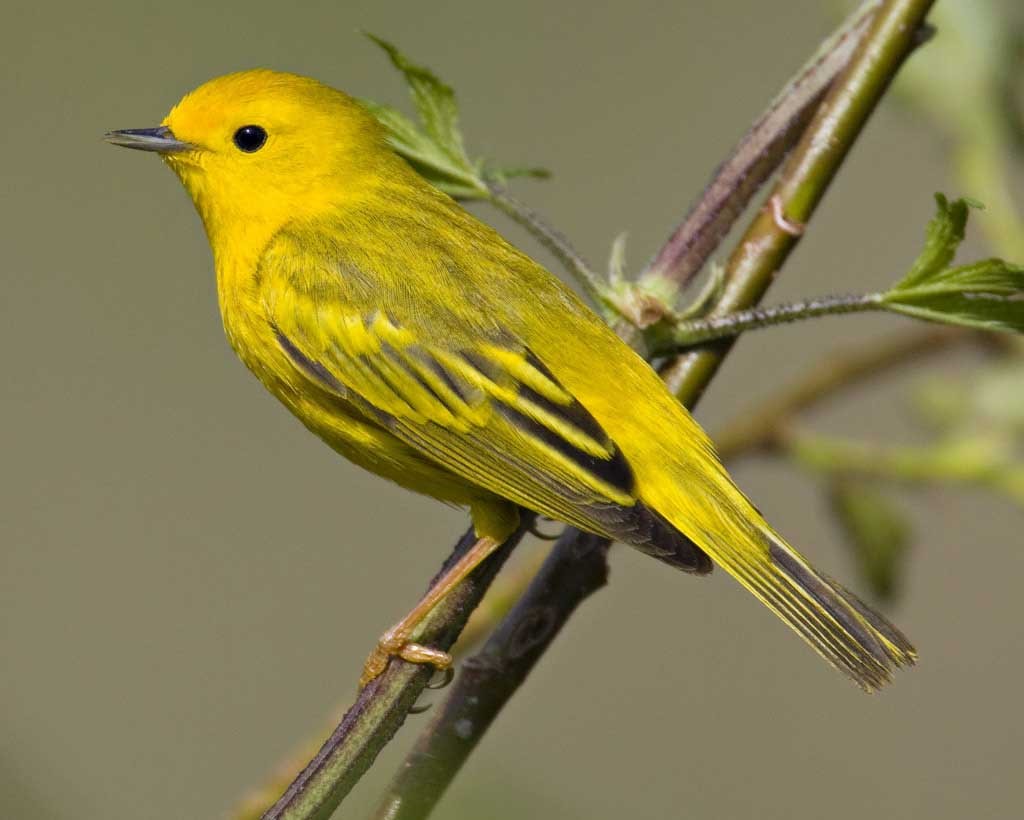 Bird Watching in our Neighborhood Aurora II | Dos Lunas Airport Bed ...